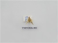 藏品(尺蛾536)的圖片